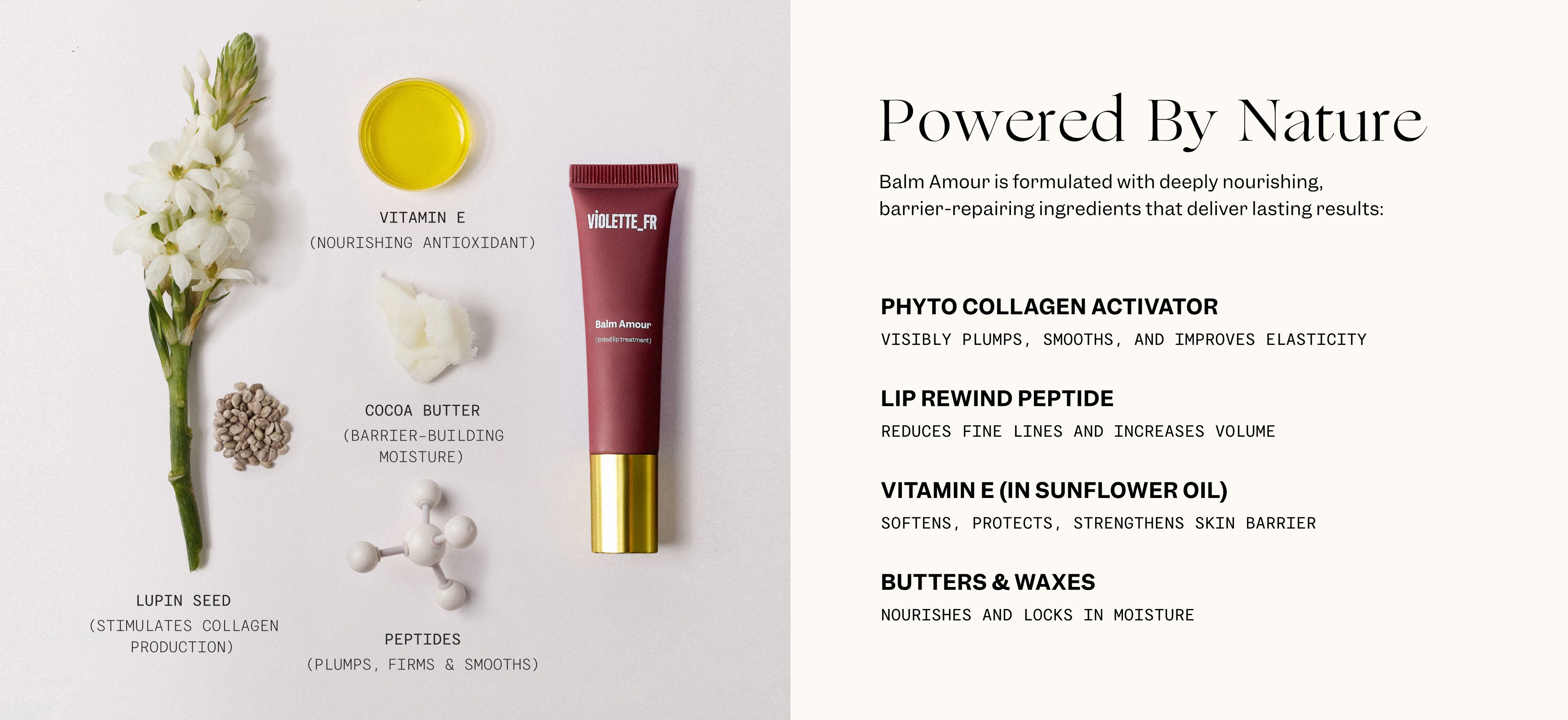 A white flower, yellow liquid, white cream, and molecular model are arranged to the left of a maroon tube of lip balm with a gold cap.