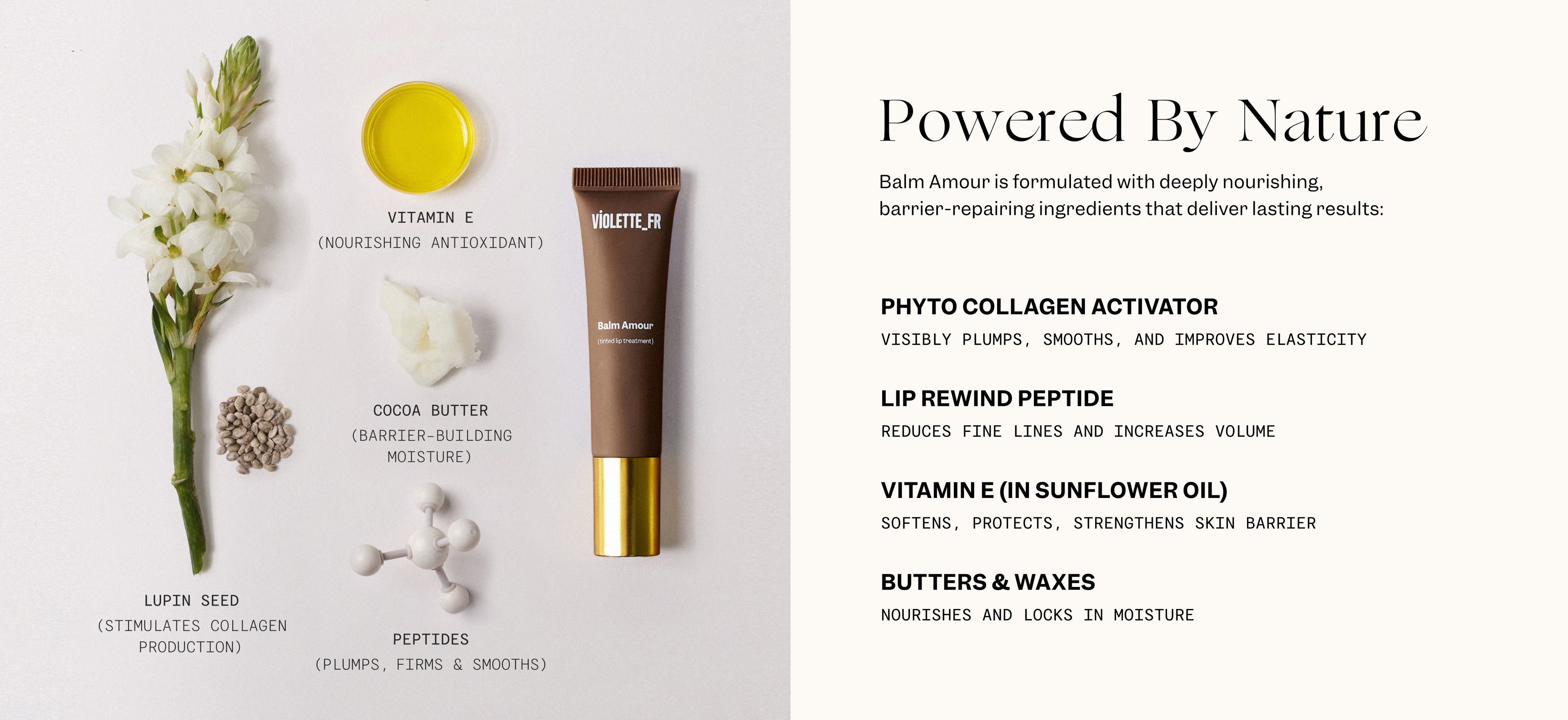 A white flower with a pile of seeds next to its stem, yellow liquid, white cream, and molecular model are arranged to the left of a brown tube of lip balm with a gold cap.