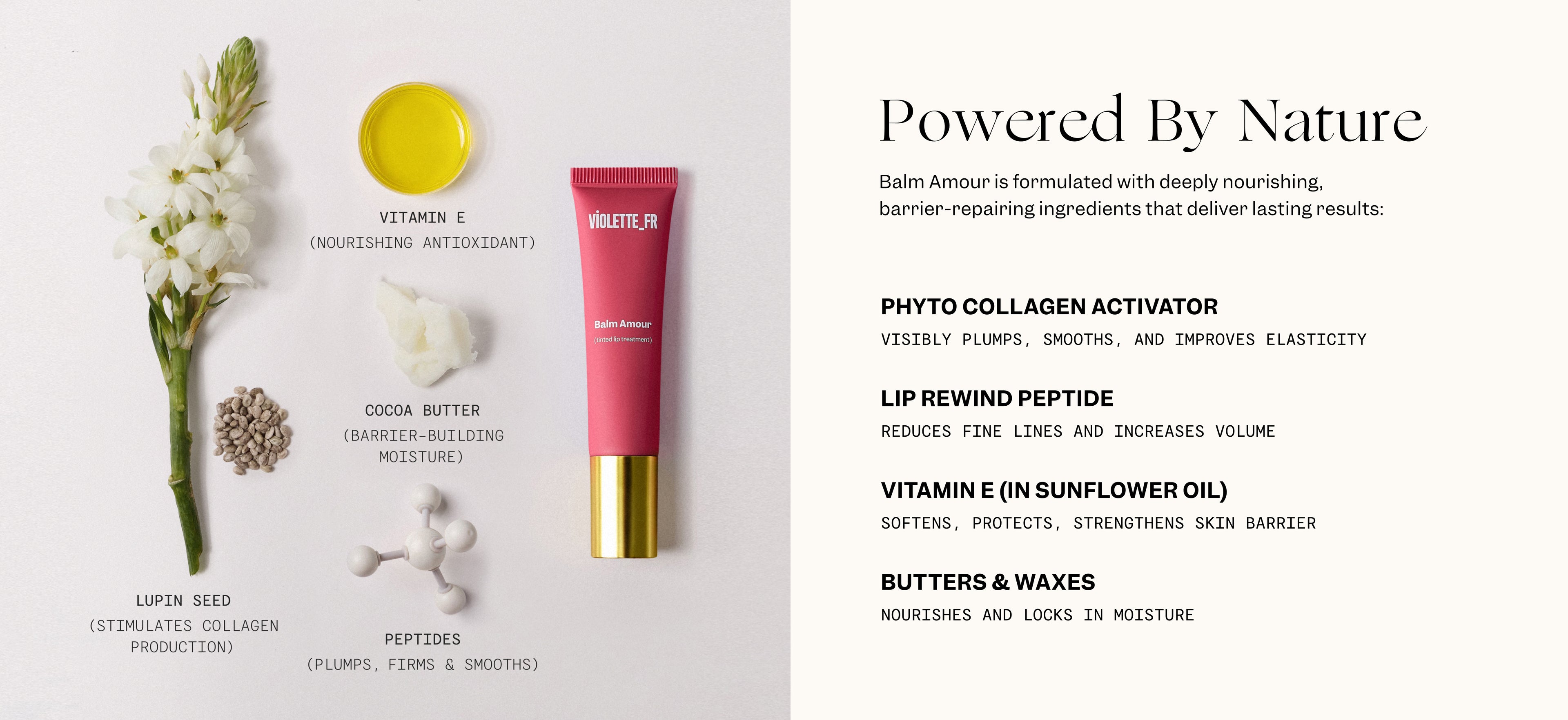 A white flower with a pile of seeds next to its stem, yellow liquid, white cream, and molecular model are arranged to the left of a pink tube of lip balm with a gold cap.